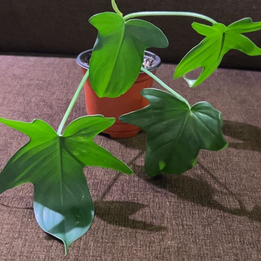 Philodendron Pedatum plant in a small pot with healthy green leaves.