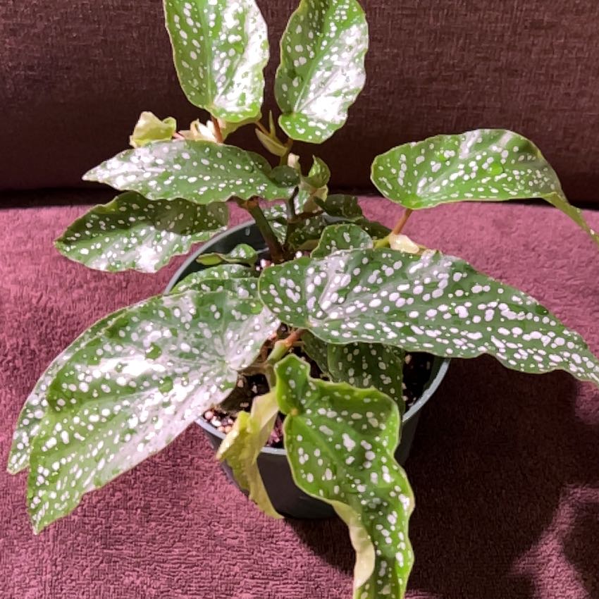 Photo of the plant species Begonia albo-picata by @Mcrioux88 named Homer on Greg, the plant care app