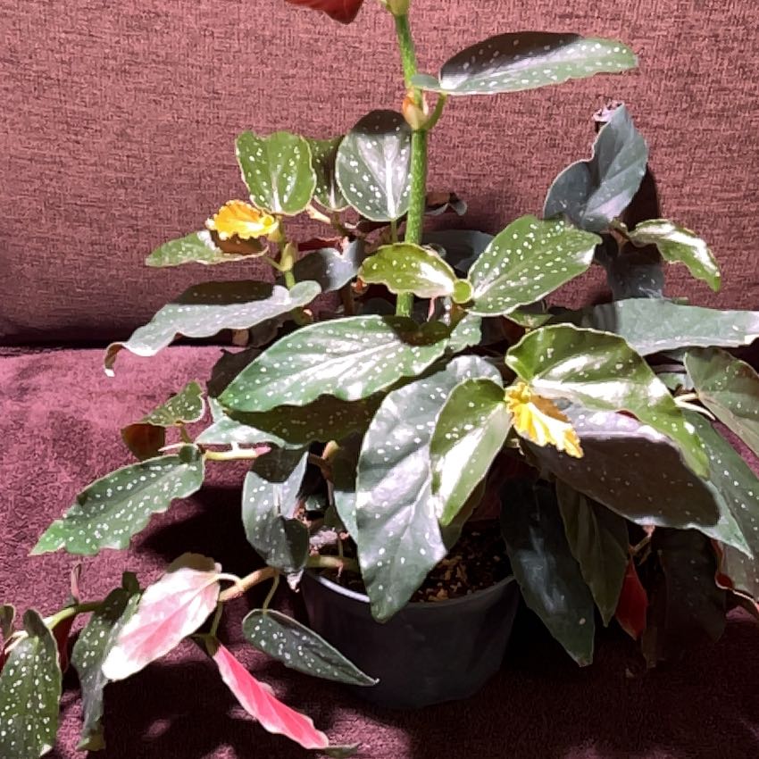 Photo of the plant species Begonia Jim's cotton candy by @Mcrioux88 named Rosa on Greg, the plant care app