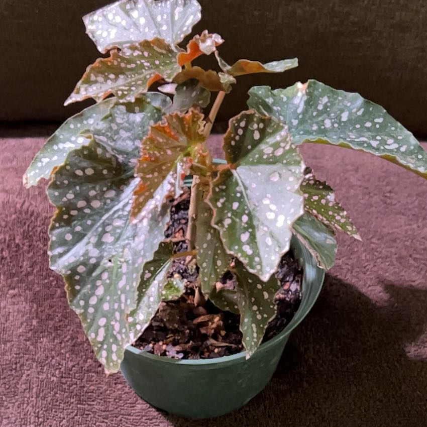Photo of the plant species Begonia dotsy by @Mcrioux88 named Dotty on Greg, the plant care app