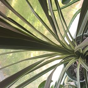 Photo of the plant species Cordyline 'Chocolate Mint' by @SweetCamphor11 named Coco on Greg, the plant care app