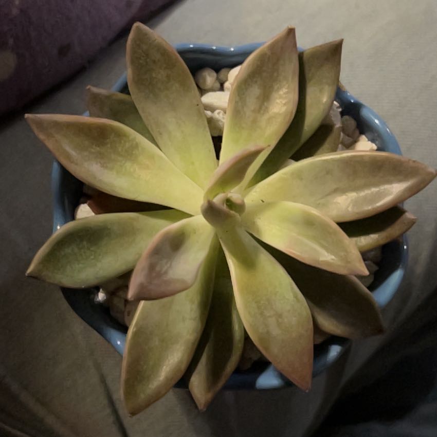 Photo of the plant species Echeveria 'Silver Queen' by @SizzlingChards6 named mitchy on Greg, the plant care app
