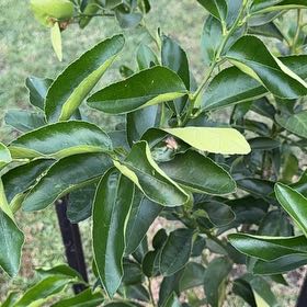 Photo of the plant species Lime Tree by @UpholderPlanera named Taylor Swift on Greg, the plant care app