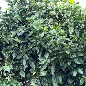 Photo of the plant species Grapefruit Tree by @UpholderPlanera named Beckham on Greg, the plant care app