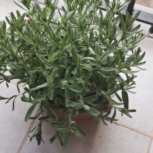 Photo of the plant species Lavandula 'Nuflv' by @GivingBroom38 named Tolkien on Greg, the plant care app