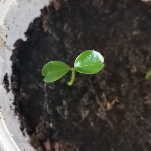 Photo of the plant species Blood Orange by @GivingBroom38 named Kobe on Greg, the plant care app