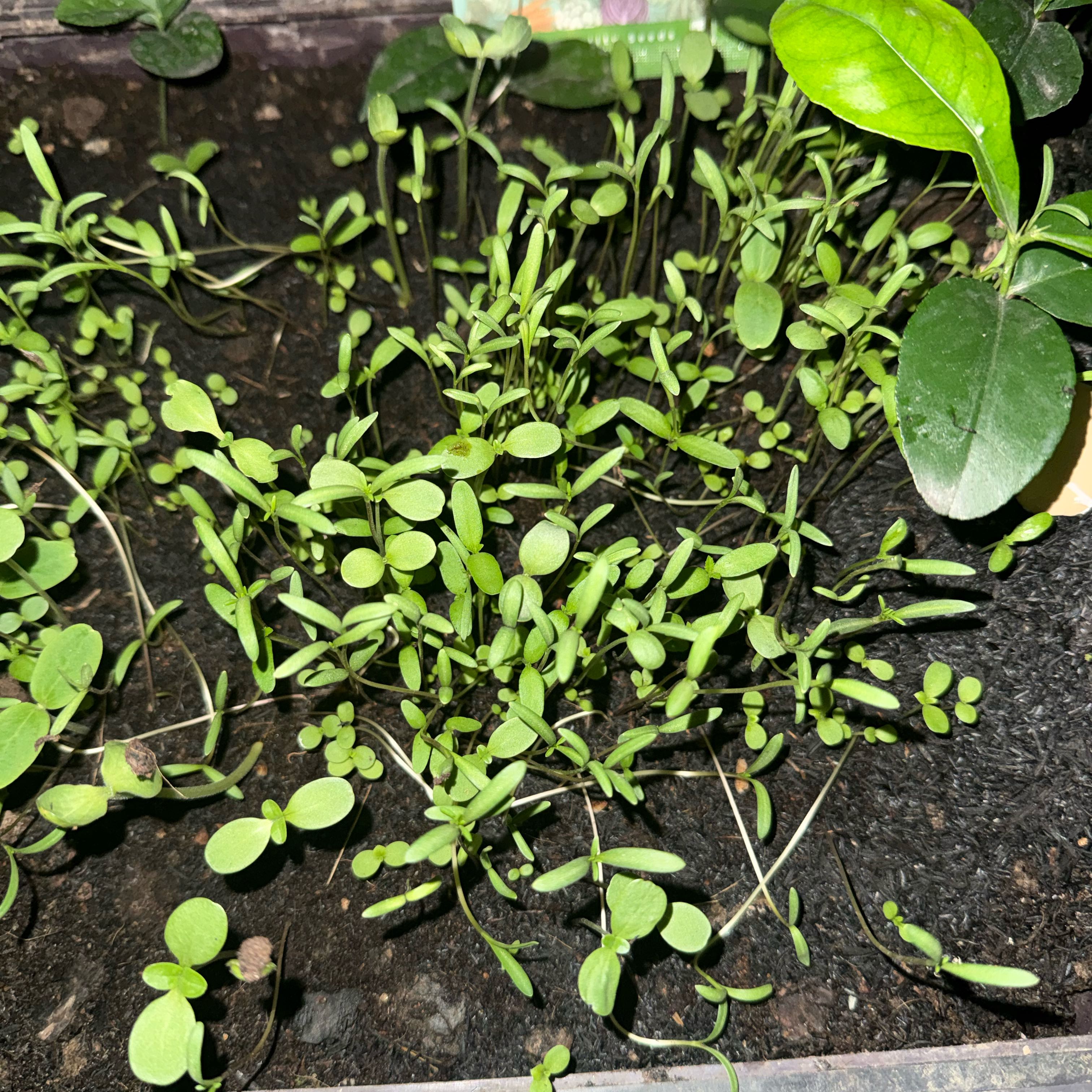 Photo of the plant species False Mermaidweed by @StoutRedflax71 named Gobi on Greg, the plant care app