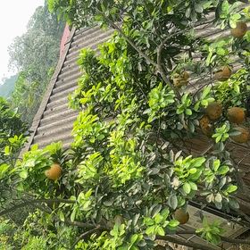 Photo of the plant species Jackfruit by @StoutRedflax71 named Sproutacus on Greg, the plant care app