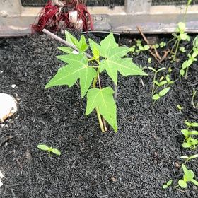 Photo of the plant species Papaya by @StoutRedflax71 named Bruce Lee on Greg, the plant care app