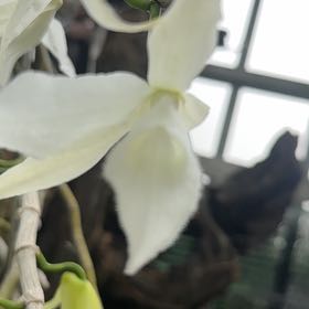 Photo of the plant species Lady of the Night by @StoutRedflax71 named Xena on Greg, the plant care app