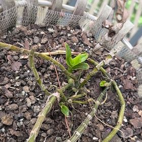 Photo of the plant species Adamant Creeper by @StoutRedflax71 named Beckham on Greg, the plant care app