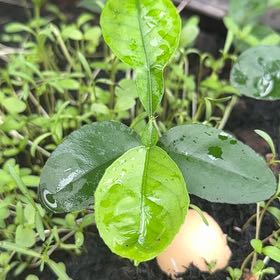 Photo of the plant species Twoleaf Nightshade by @StoutRedflax71 named Anne on Greg, the plant care app