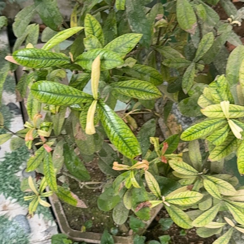Photo of the plant species Lompoc Mesa Bush Monkeyflower by @StoutRedflax71 named Miley on Greg, the plant care app