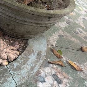 Photo of the plant species Coconut by @StoutRedflax71 named Luna on Greg, the plant care app