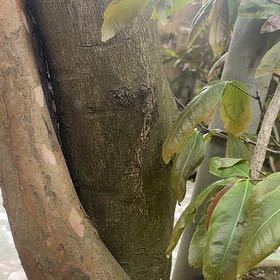 Photo of the plant species Soursop by @StoutRedflax71 named Ulysses S Plant on Greg, the plant care app