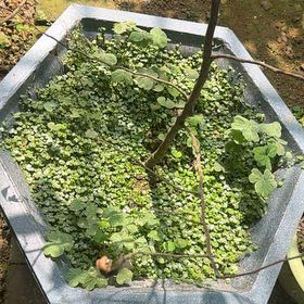 Photo of the plant species Common Duckweed by @StoutRedflax71 named Marilyn on Greg, the plant care app