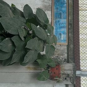 Photo of the plant species Vera Cruz Pepper by @StoutRedflax71 named Clooney on Greg, the plant care app