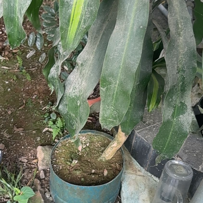 Photo of the plant species Proso Millet by @StoutRedflax71 named Kesha on Greg, the plant care app