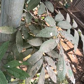 Photo of the plant species Tropical Ash by @StoutRedflax71 named McKinley on Greg, the plant care app