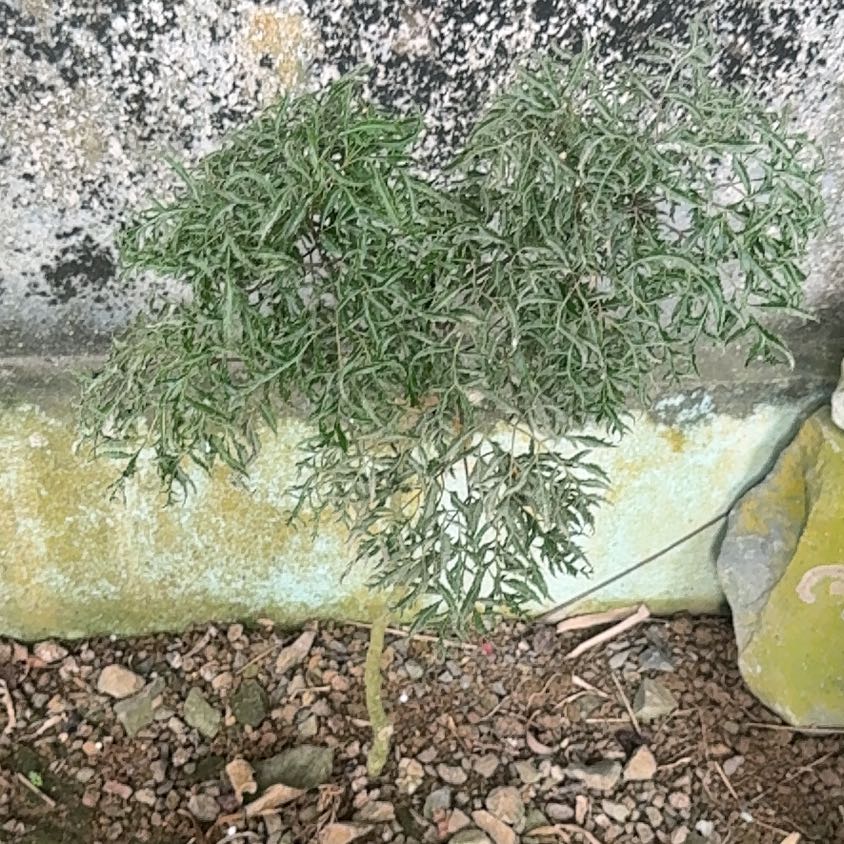 Photo of the plant species Birdeye Pearlwort by @StoutRedflax71 named Stella on Greg, the plant care app