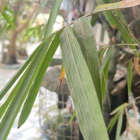 Photo of the plant species Common Bamboo by @StoutRedflax71 named Spike Leaves on Greg, the plant care app