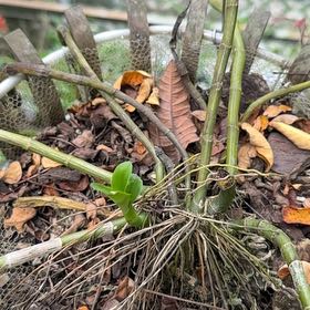 Photo of the plant species Florida Arrowroot by @StoutRedflax71 named Madonna on Greg, the plant care app