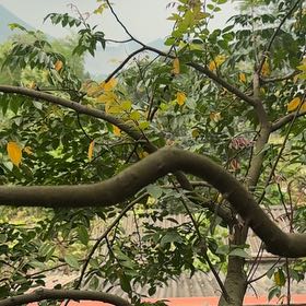 Photo of the plant species Golden Shower Tree by @StoutRedflax71 named Harmony on Greg, the plant care app