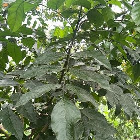 Photo of the plant species Tropical Ash by @StoutRedflax71 named Nemo on Greg, the plant care app