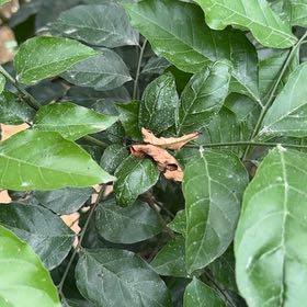 Photo of the plant species Autumn Olive by @StoutRedflax71 named Elina on Greg, the plant care app