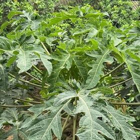 Photo of the plant species Papaya by @StoutRedflax71 named Tree Diddy on Greg, the plant care app