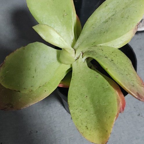 Photo of the plant species Pig's Ear by @OverjoyedTipa46 named Dolores on Greg, the plant care app