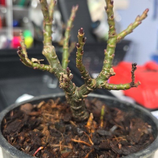 Photo of the plant species Boyd's Willow by @LeadIvy88 named Luna on Greg, the plant care app