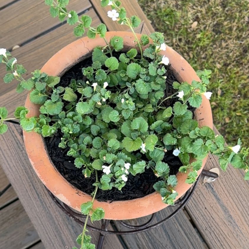 Photo of the plant species bacopa by @BigKawaka88 named Sir Plancelot on Greg, the plant care app