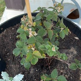 Photo of the plant species Blackberry by @BigKawaka88 named Taylor Swift on Greg, the plant care app