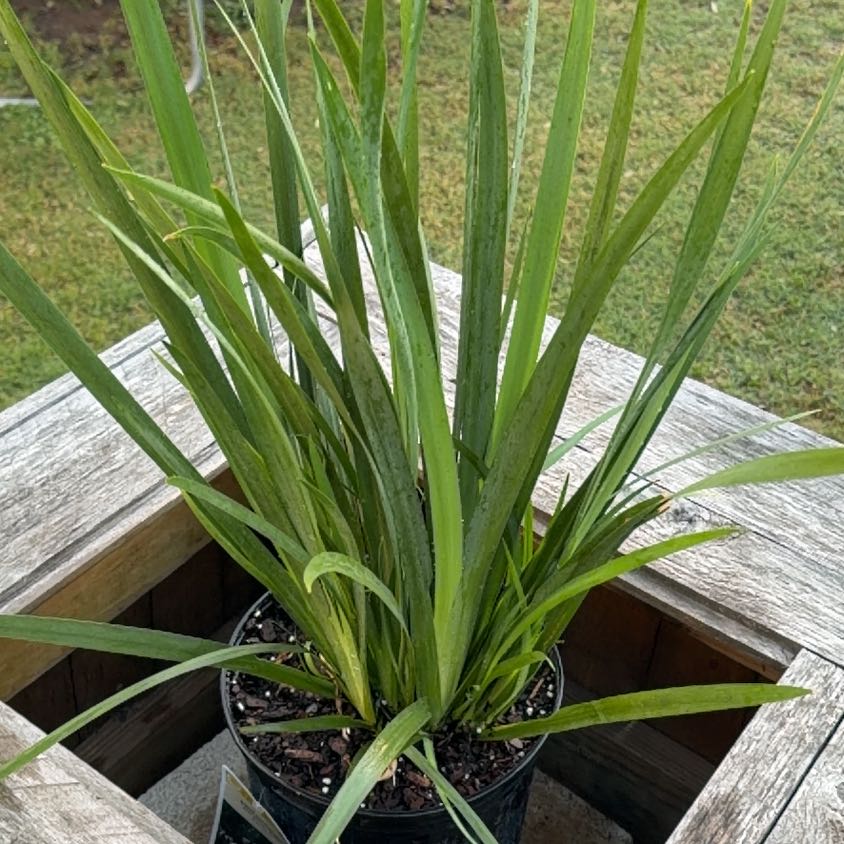 Photo of the plant species Dietes Grandiflora by @BigKawaka88 named Luna on Greg, the plant care app
