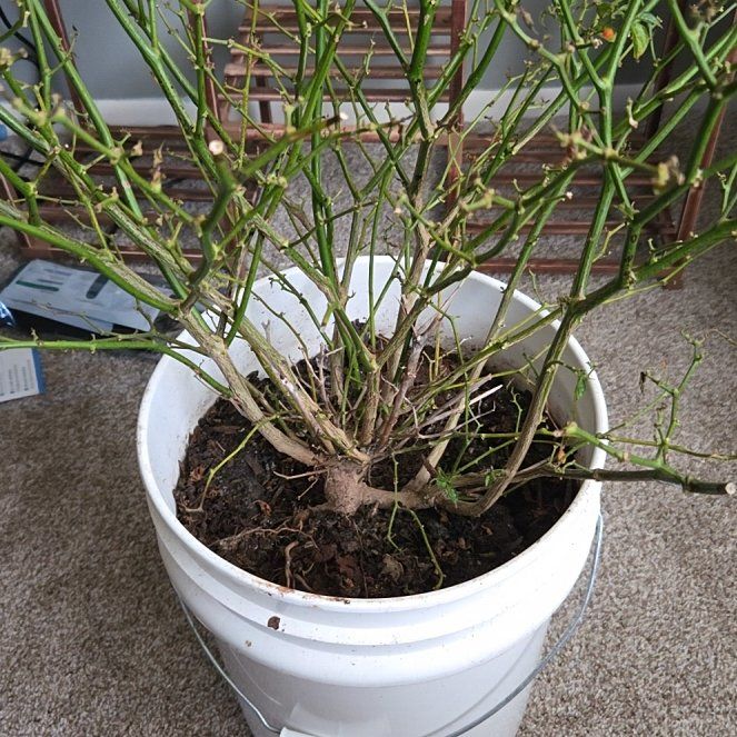 Photo of the plant species Aji Charapita by @PrimoLichen74 named Kylie on Greg, the plant care app