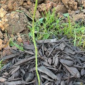 Photo of the plant species Legacy Blueberry Bush by @PetBonsi24 named Remington on Greg, the plant care app