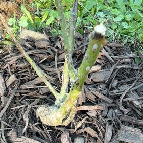 Photo of the plant species True Passion Rose by @PetBonsi24 named Kardashian on Greg, the plant care app