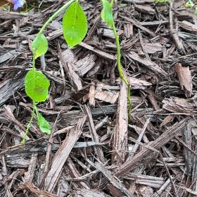 Photo of the plant species Misty Blueberry Bush by @PetBonsi24 named Marley on Greg, the plant care app