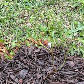Photo of the plant species Legacy Blueberry Bush by @PetBonsi24 named Sanders on Greg, the plant care app
