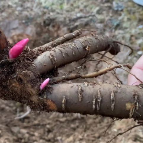 Photo of the plant species Peony by @PetBonsi24 named Curie on Greg, the plant care app