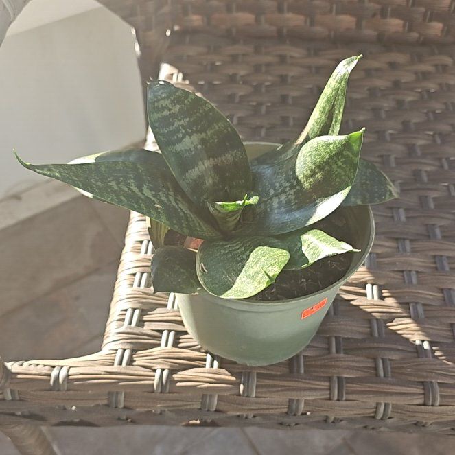 Photo of the plant species Forest Star Snake Plant by @SuaveGalega34 named Fernie Mac on Greg, the plant care app