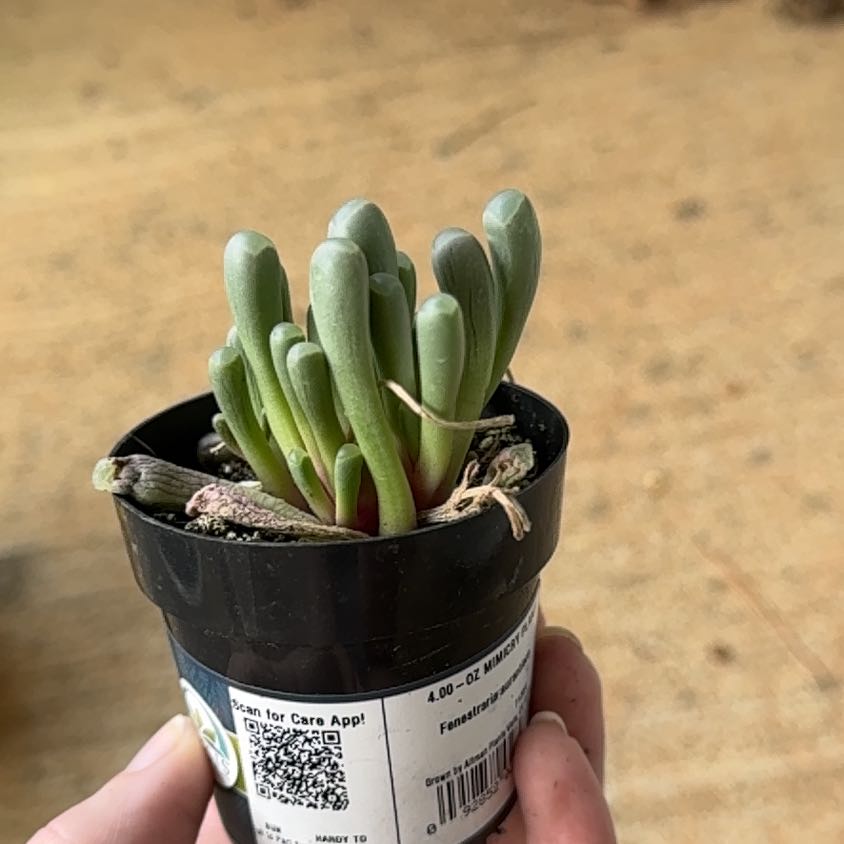 Photo of the plant species Baby Toes by @GlossyPigfern named Oscar on Greg, the plant care app