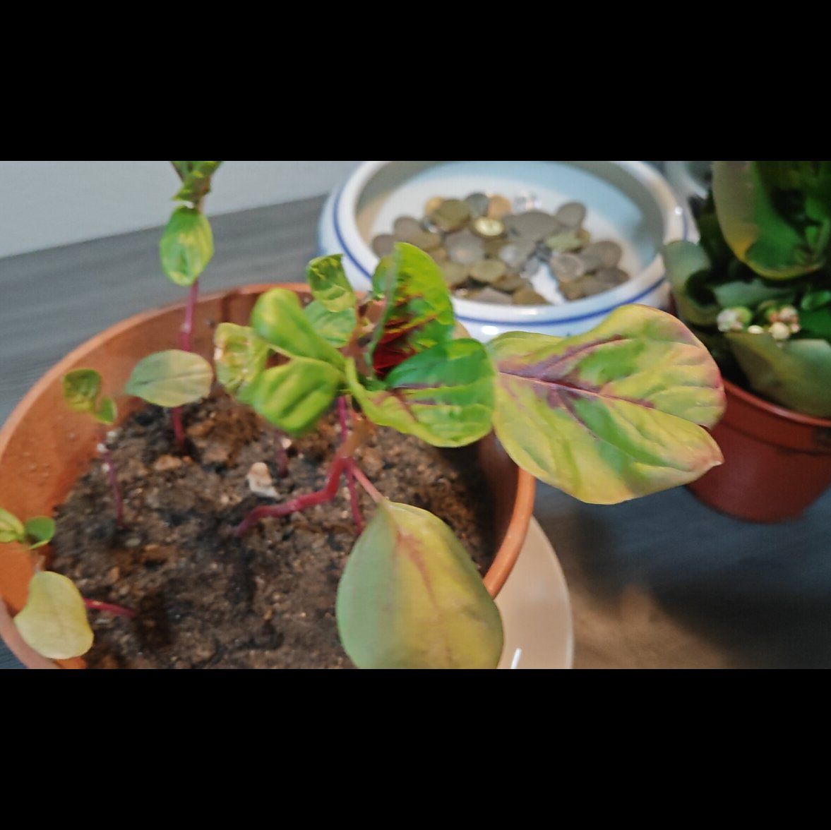 Photo of the plant species red spinach by @FoxyMendoza3 named Kit kat (anas Mohammad Ammar) on Greg, the plant care app