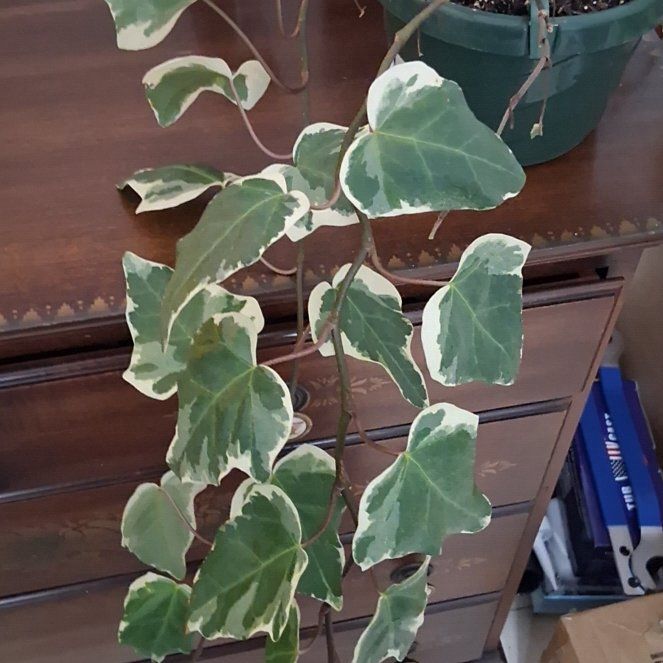 Photo of the plant species Algerian Ivy by @WholesomeGray58 named Poison on Greg, the plant care app