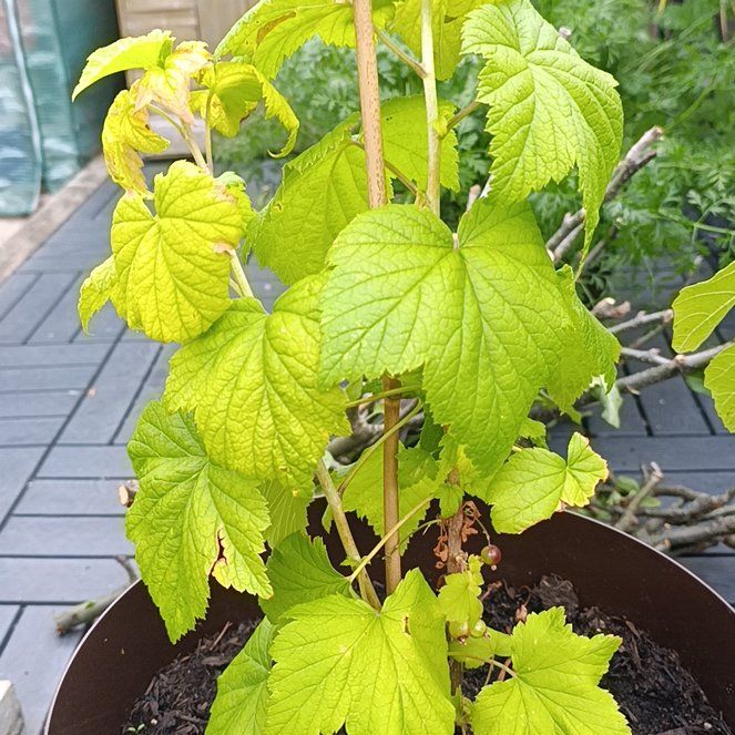 Photo of the plant species Black Currant by @TryApple67 named Zeus on Greg, the plant care app