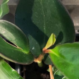Photo of the plant species Gullfeed by @FamedKiekie93 named Xena on Greg, the plant care app