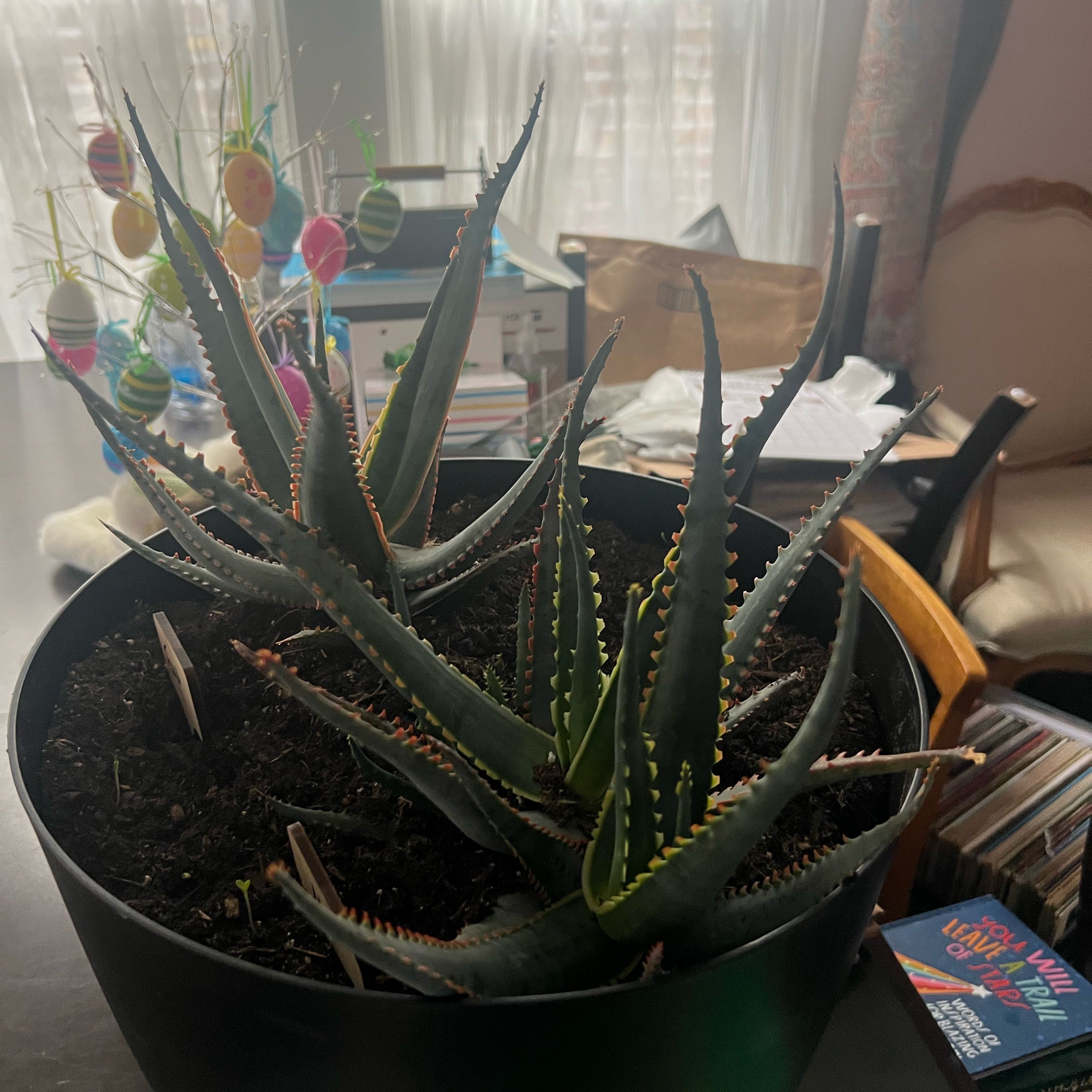 Photo of the plant species Aloe 'Swordfish' by @ZingyMum71 named Plato on Greg, the plant care app