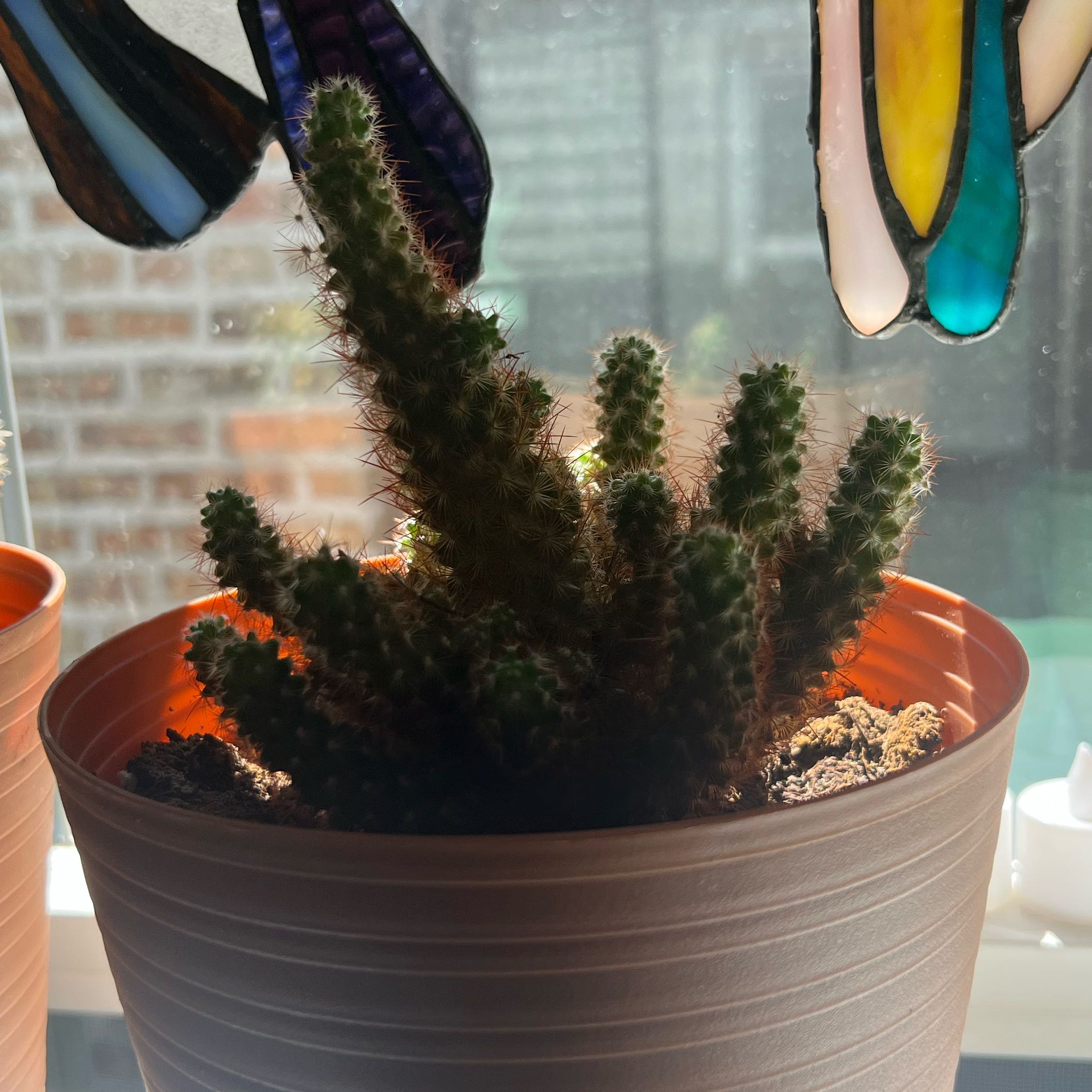 Photo of the plant species Peanut Cactus by @ZingyMum71 named Bieber on Greg, the plant care app