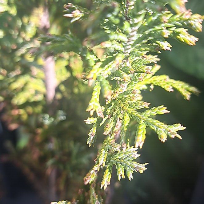 Photo of the plant species Western Red Cedar by @JoyousJuniper named Walt on Greg, the plant care app